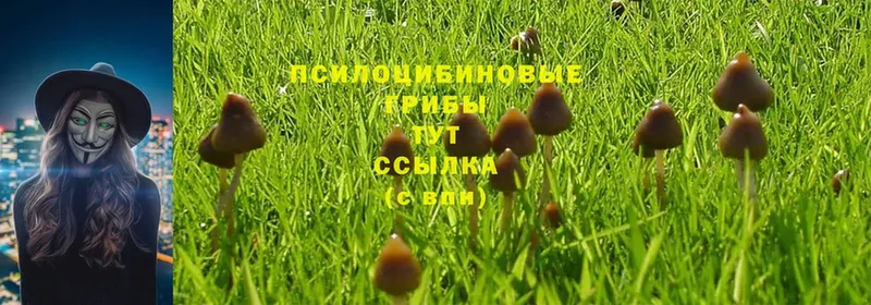 Галлюциногенные грибы MAGIC MUSHROOMS  Жуковский 